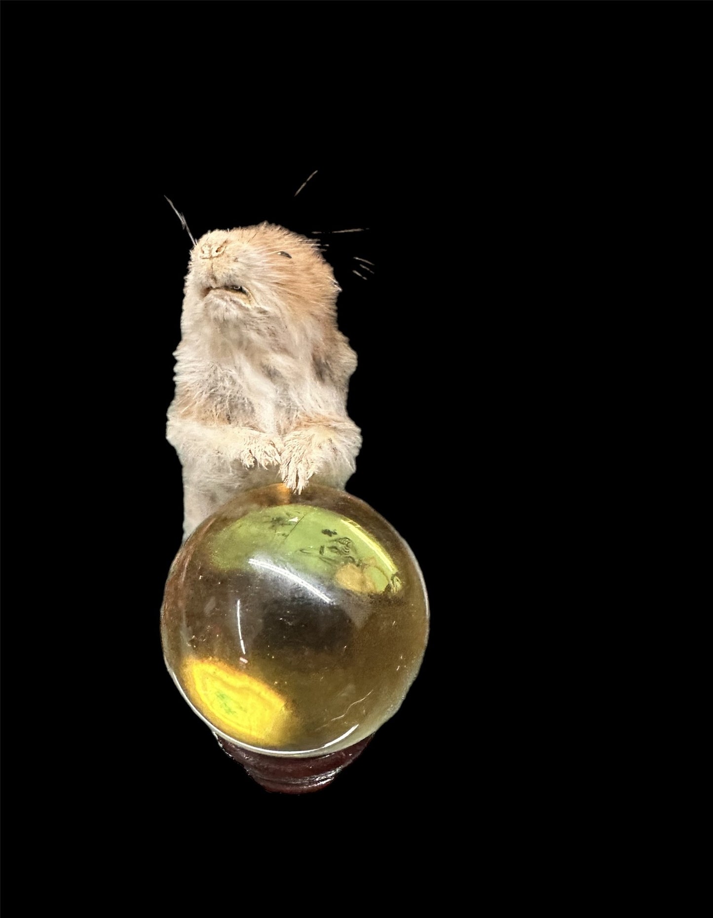 Taxidermy Hamster and Crystal Ball