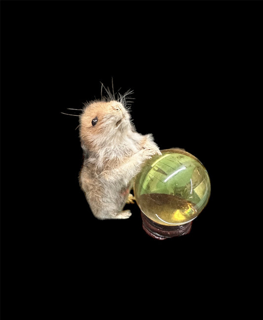Taxidermy Hamster and Crystal Ball
