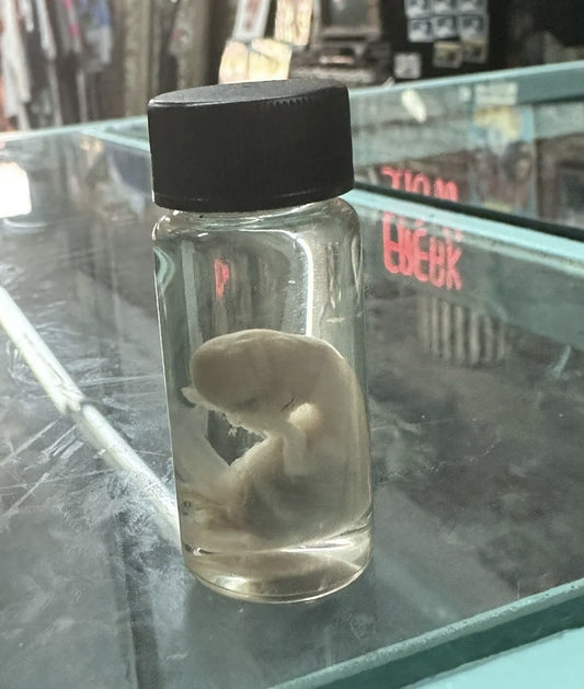 Taxidermy Tiny Deer Fetus